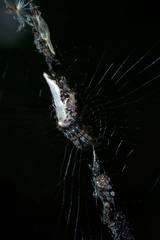 Cyclosa confusa