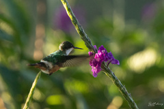 Lophornis adorabilis