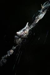 Cyclosa confusa