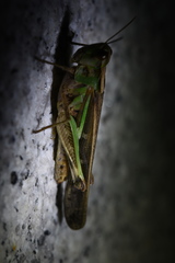 Aiolopus thalassinus tamulus