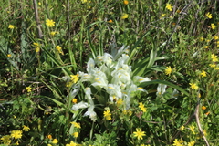 Iris palaestina