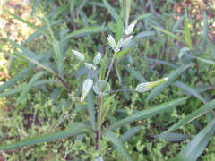 Cerastium perfoliatum