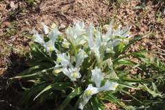 Iris palaestina
