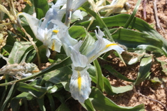 Iris palaestina