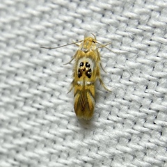 Hieromantis ephodophora