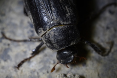 Holotrichia parallela