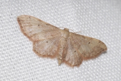 Idaea efflorata