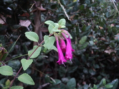 Clinopodium multiflorum
