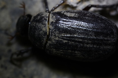 Holotrichia parallela