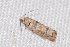 Blastesthia tessulatana