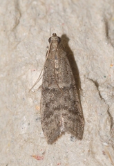 Ephestia parasitella