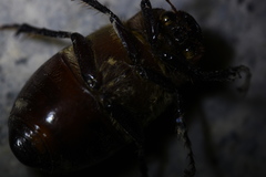 Holotrichia parallela