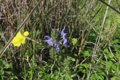 Salvia verbenaca