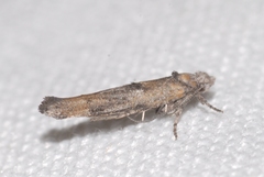 Zelleria oleastrella