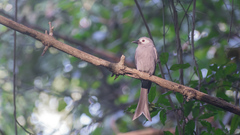Dicrurus leucophaeus leucogenis