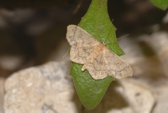 Idaea subsaturata