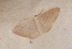Idaea distinctaria