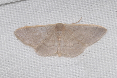 Idaea distinctaria