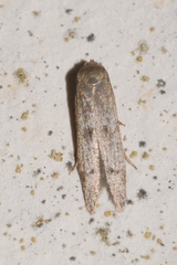 Blastobasis phycidella