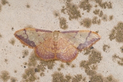 Idaea ostrinaria