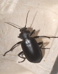 Calosoma maderae