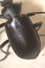 Calosoma maderae