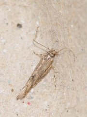 Coccidiphila gerasimovi