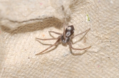 Pulchellodromus pulchellus