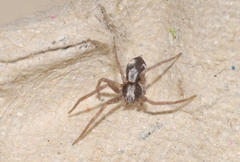 Pulchellodromus pulchellus