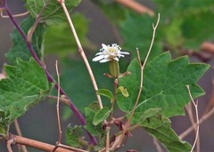 Jungia polita