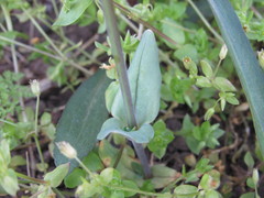 Cerastium perfoliatum