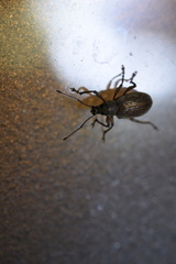 Cyrtepistomus castaneus
