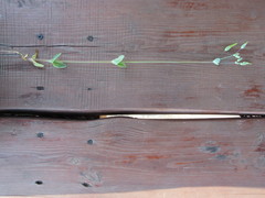 Cerastium perfoliatum