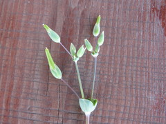 Cerastium perfoliatum