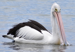 Pelecanus conspicillatus