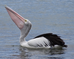 Pelecanus conspicillatus