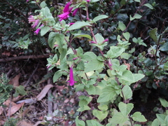 Clinopodium multiflorum