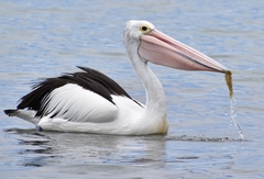 Pelecanus conspicillatus