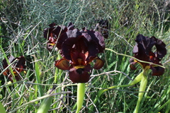 Iris atropurpurea