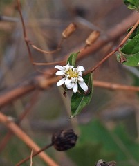 Jungia polita