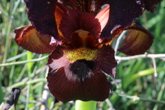 Iris atropurpurea
