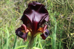 Iris atropurpurea