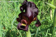 Iris atropurpurea