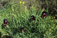 Iris atropurpurea