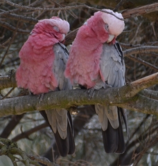 Eolophus roseicapilla