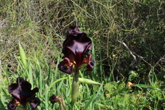 Iris atropurpurea