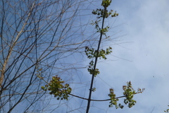 Fraxinus profunda