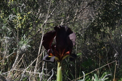 Iris atropurpurea