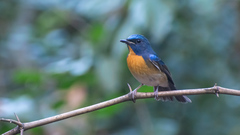 Cyornis glaucicomans