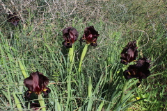 Iris atropurpurea